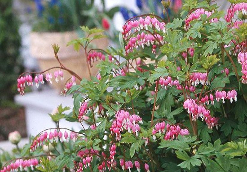 How to Plant and Grow Bleeding Heart