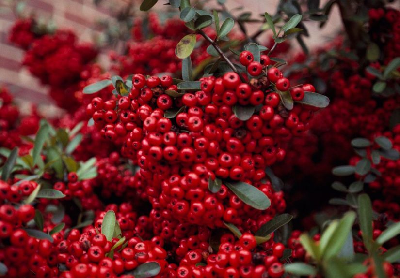 How to Plant and Grow Pyracantha