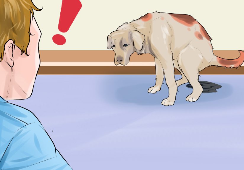 How to Promote Safe Whelping for Older Dogs: 14 Steps