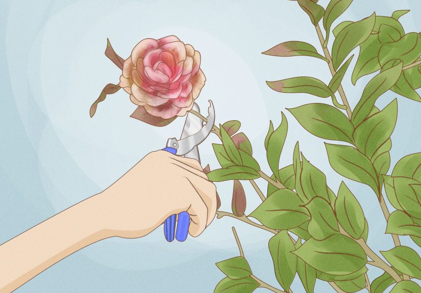 How to Prune Camellia Bushes: Timing, Technique, & More