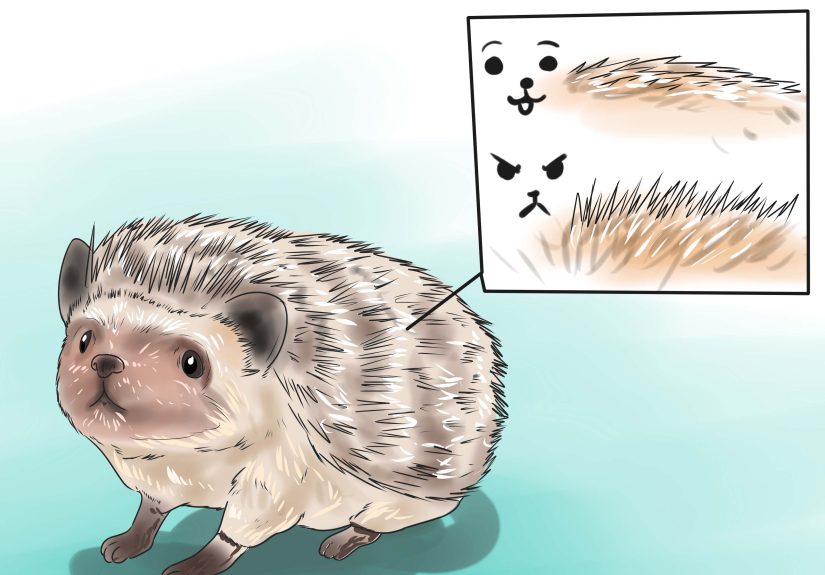 How to React when Your Hedgehog Bites You