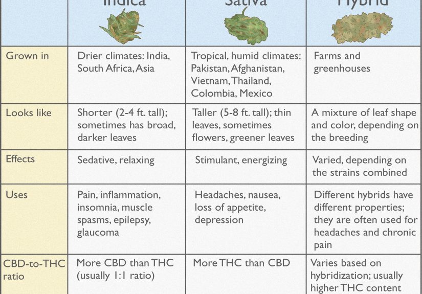 How to Tell the Difference Between Indica and Sativa