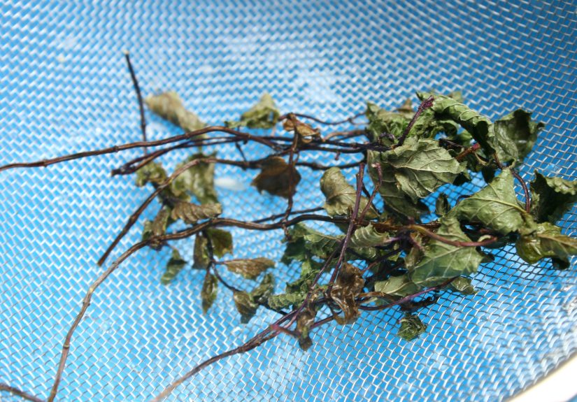 How to Use Mint As an Insect Repellent: 6 Steps