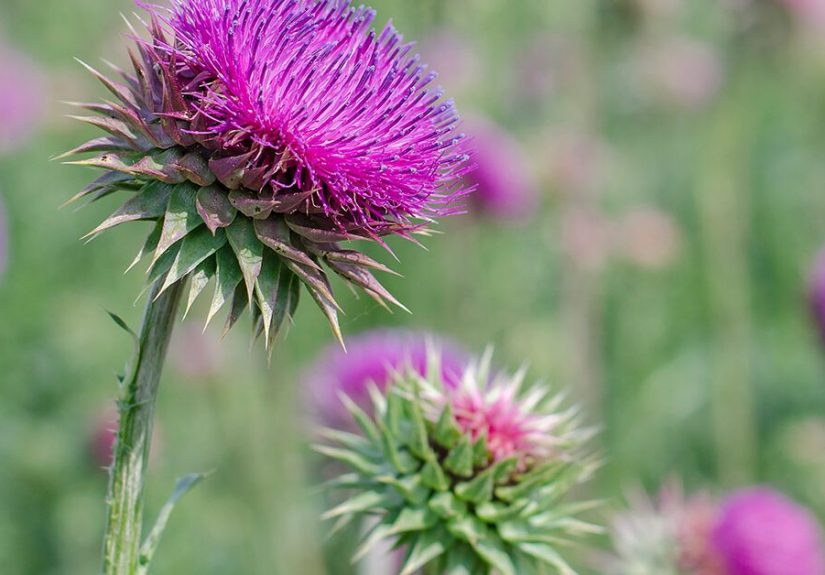 Milk Thistle Tea: Benefits, Side Effects, and Dosage