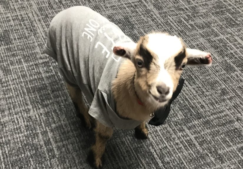 Oliver Martin: The Little Goat That Could