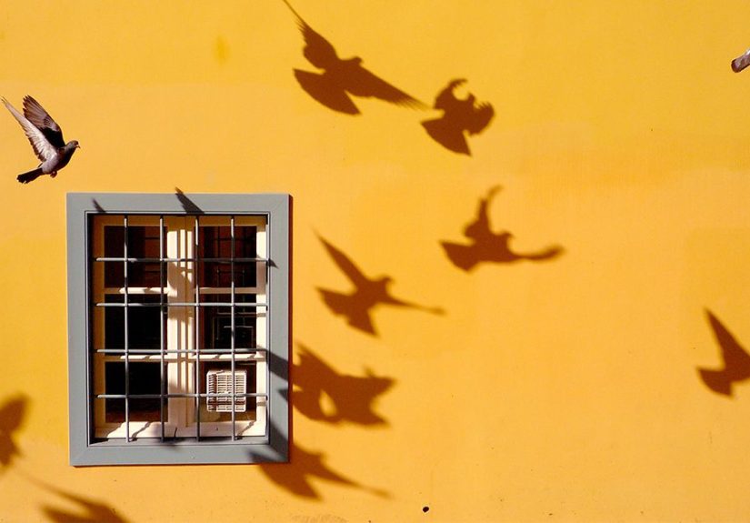 Ornithophobia: Phobia of Birds, Causes, Symptoms, Treatment & More