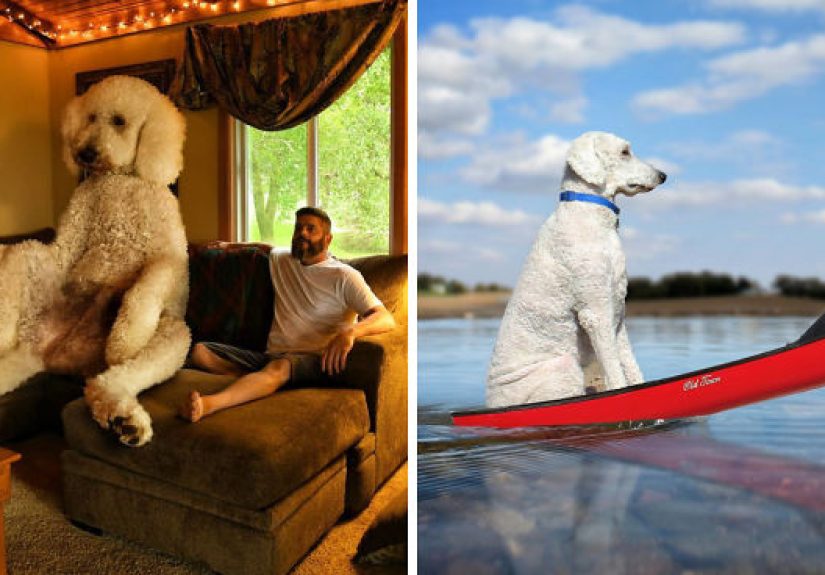 Photographer Creates Amusing PS Manipulations Featuring His Giant Dog