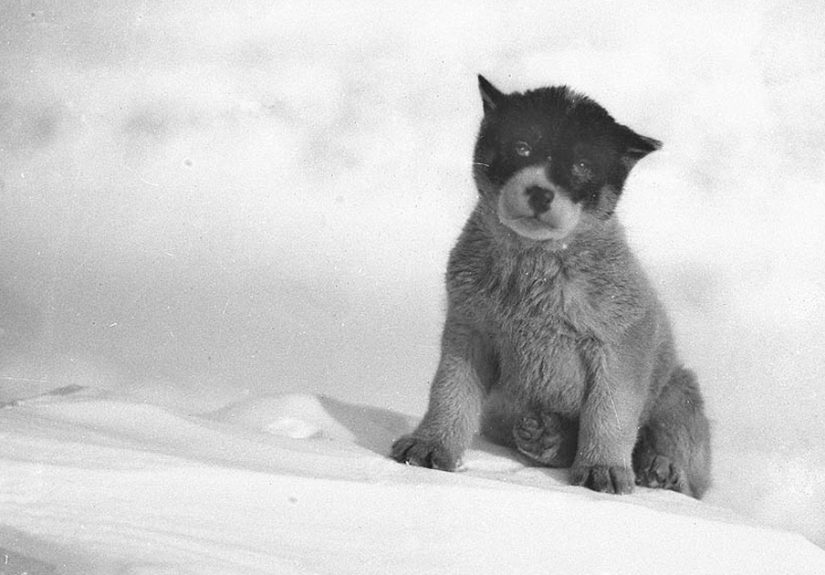 Rare Photos Of First Australasian Antarctic Expedition Taken 100 Years Ago Will Make You Shiver