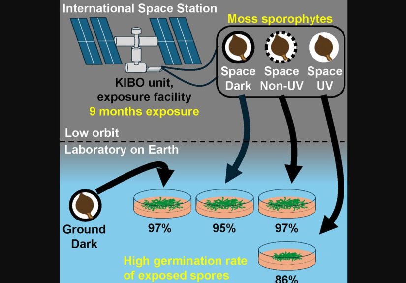 Testing The Survivability Of Moss In Space