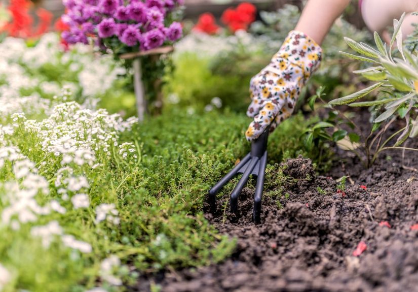 The 15 Best Low-Maintenance Ground Cover Plants for Your Property