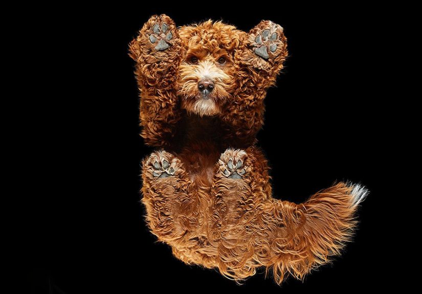 “Underlook” Project: 44 Quirky And Cute Pets Seen From An Unexpected Perspective