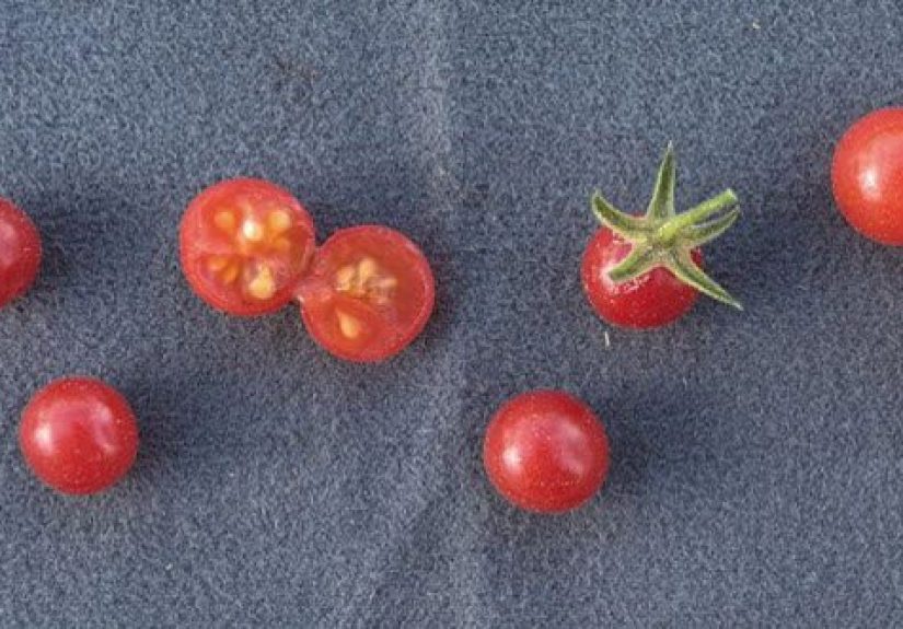 10 Foods That Have Been Genetically Modified Beyond Recognition