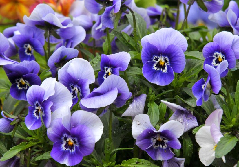 11 Beautiful Flowers That Bloom in May