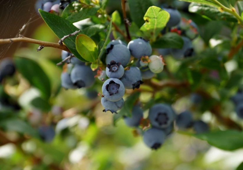 15 Blueberry Companion Plants for a Healthier Crop