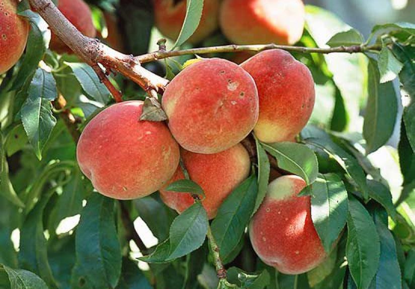 30 Facts About Plants You Didn't Know Until Now
