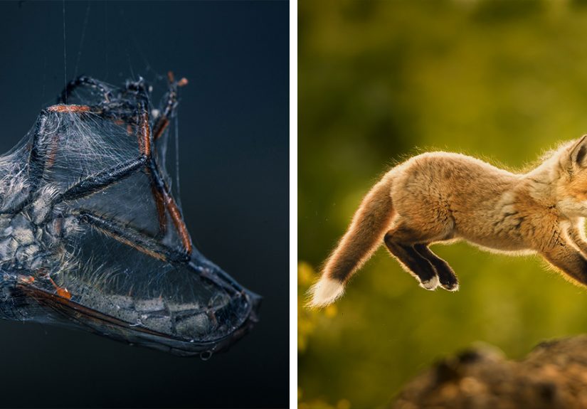 42 Award-Winning Photos From The World Nature Photography Awards 2025