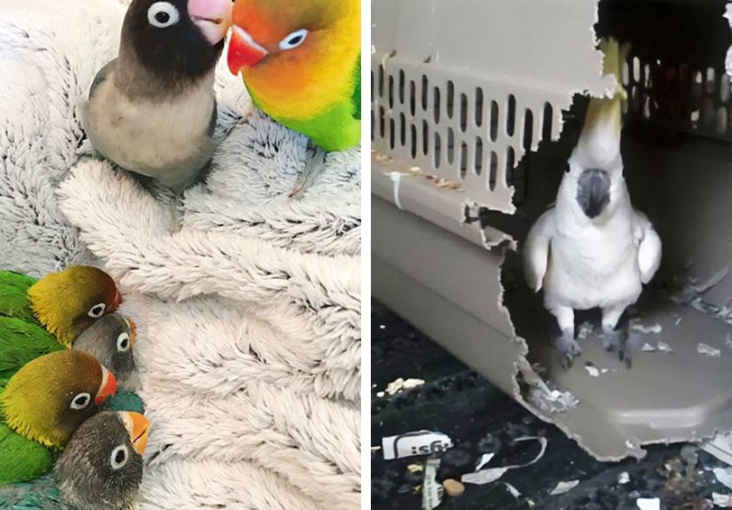 50 Parrots That Prove There Is Never A Dull Moment When Owning Them As A Pet