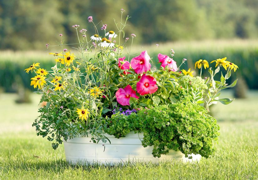 6 Must-Know Pollinator Container Garden Tips