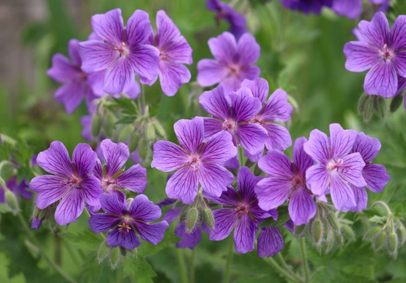 7 Perennials You Should Divide in Fall for a Healthier Garden Next Year