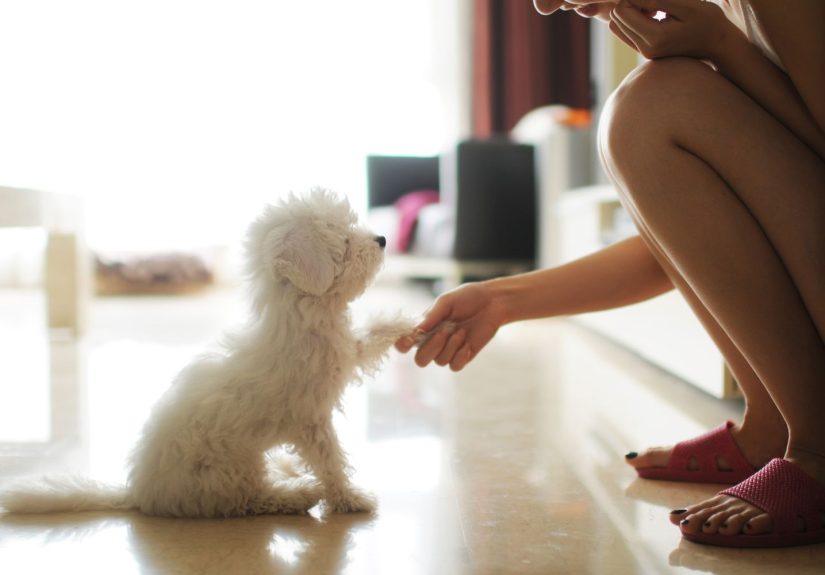 AI May Be Ideal for Training Your Dog, Experts Say