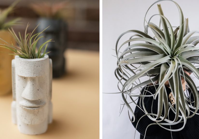 Air Plants Require No Soil: Full Care and Design Guide