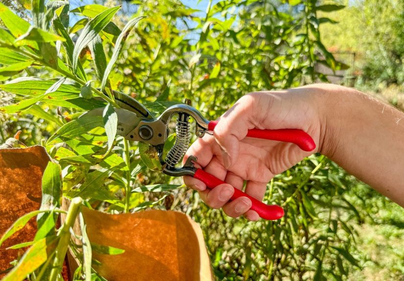 Corona Pruners Review: We Tried It and Were Not Impressed