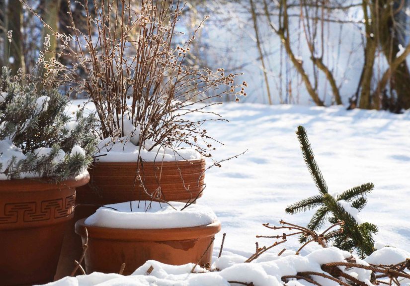 Do Potted Plants Really Need to Come Inside for Winter? A Gardener Explains