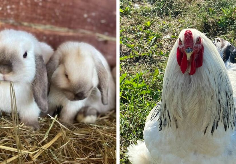 Hey Pandas, Show Us Your Best Day On The Farm