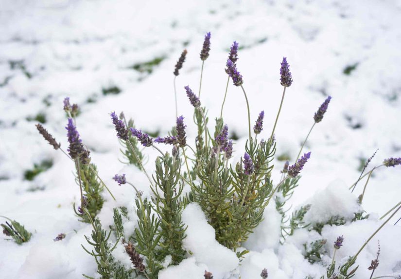 How to Care For Lavender In Winter For Better Blooms in Spring