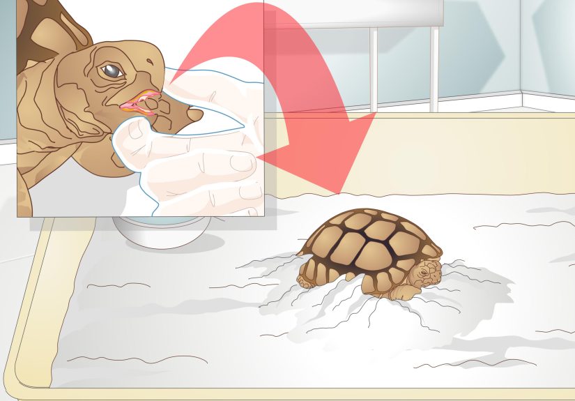 How to Diagnose Stomatitis in Tortoises: 11 Steps