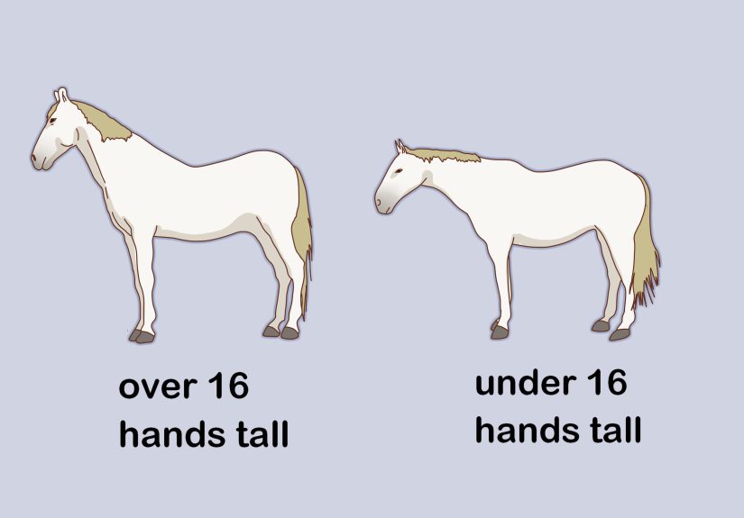 How to Measure the Height of Horses: 11 Steps