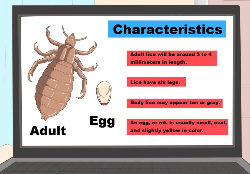How to Treat Body Lice: 7 Steps