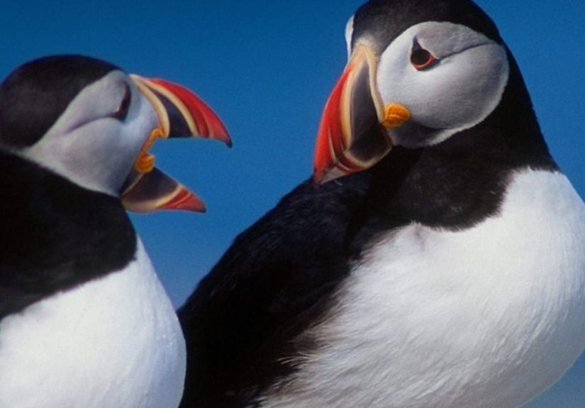 Light My Fire: Make These Two Birds Talk To Each Other