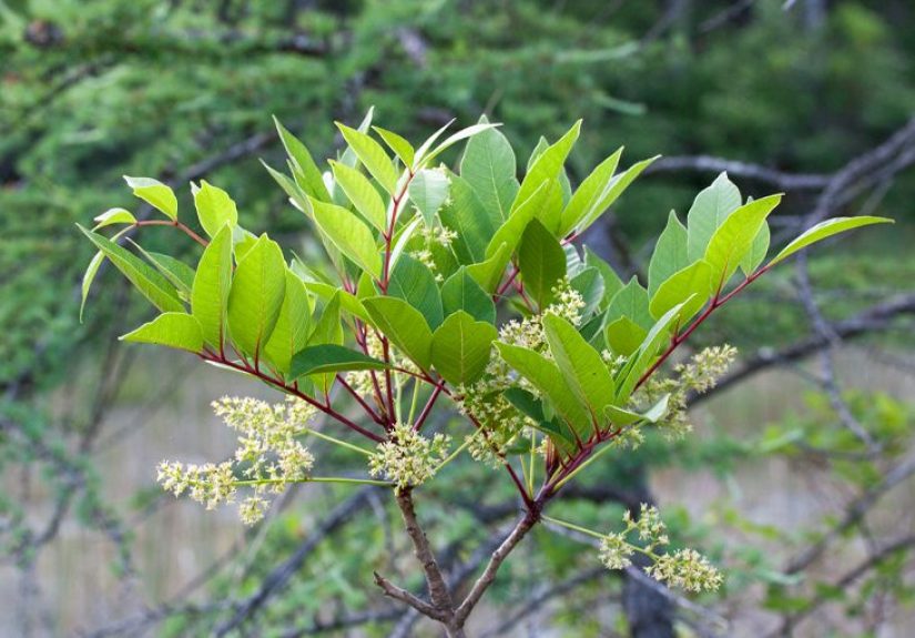 Poison Sumac: Rash, Pictures, and Treatment