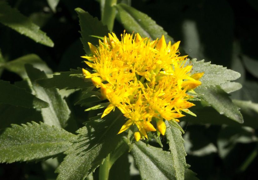 Rhodiola rosea: Benefits, side effects, and safety