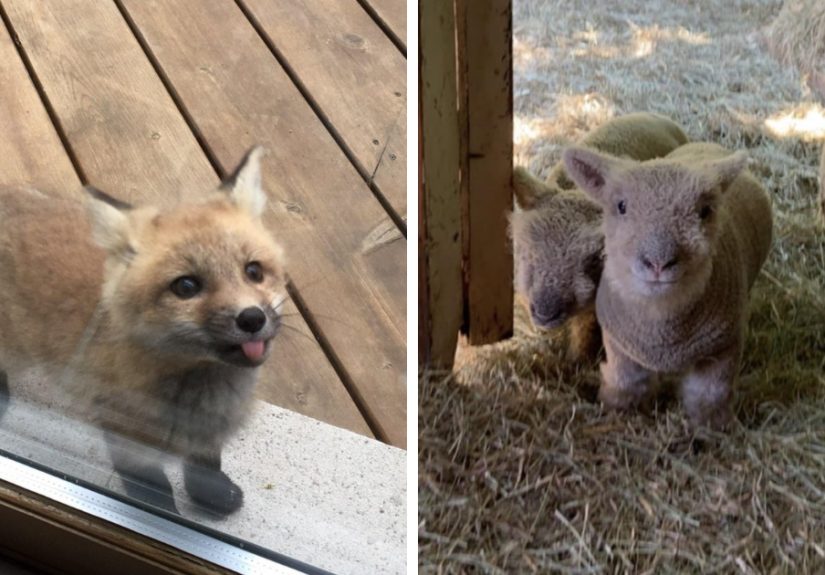 Stop Whatever You’re Doing Because These 50 Baby Animals Might Be The Cutest Thing You’ll See Today