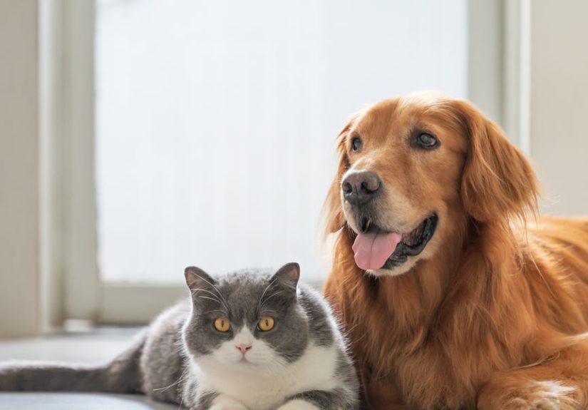 The Trendiest Names for Pets in 2025, According to Rover