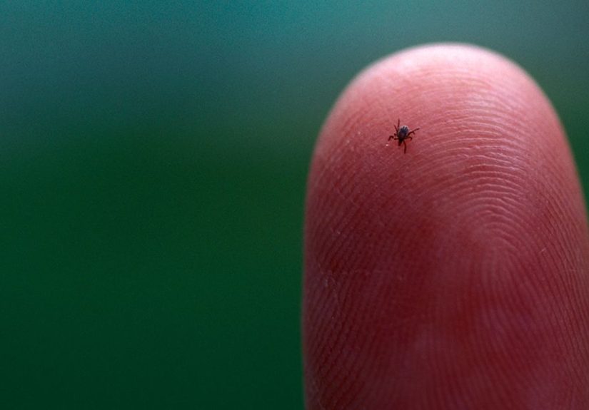 Tick-Borne Encephalitis: Symptoms, Treatment, Prevention, Outlook