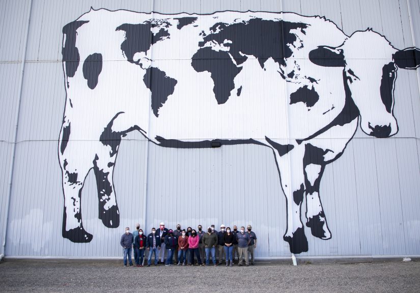 We Painted The Biggest Cow In The World