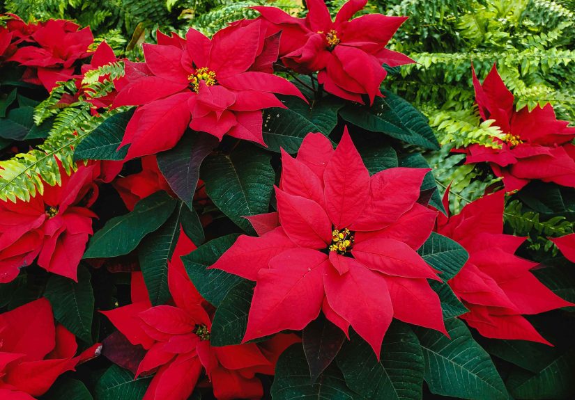 Why Gardeners Are Ditching Poinsettias and Growing This Underrated Plant Instead