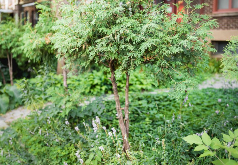 18 Best Medium-Sized Trees for Your Yard
