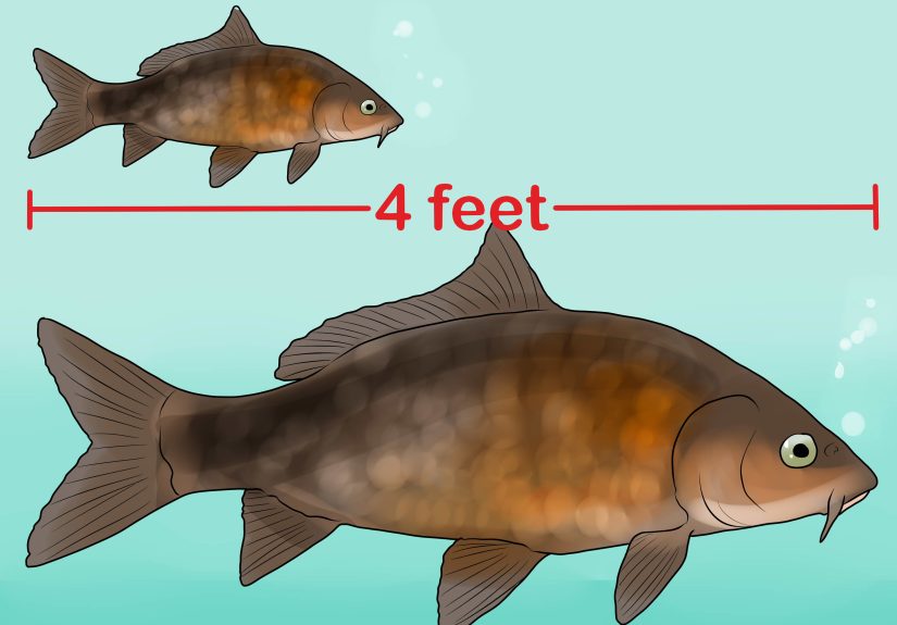 3 Ways to Keep Bass and Other American Gamefish in Your Home Aquarium