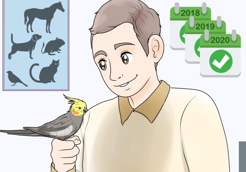 3 Ways to Spot Signs of Illness in a Cockatiel