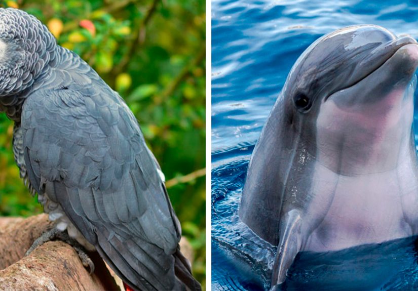 35 Of The Smartest Animals On Earth