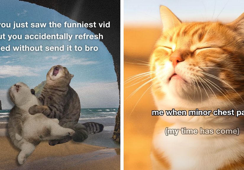 72 Hilariously Relatable Cat Memes That Are Probably Way Better Than Therapy