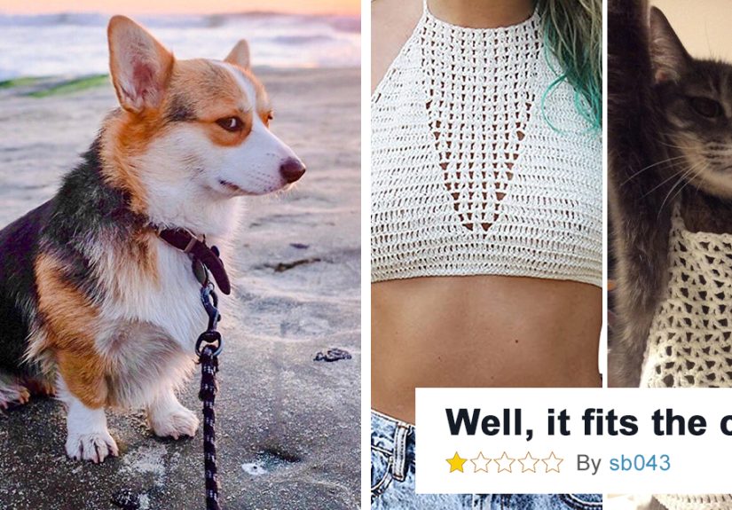 “A Place Where We Can Laugh At Our Non-Human Friends”: 50 Times This Online Group Made Our Days Better