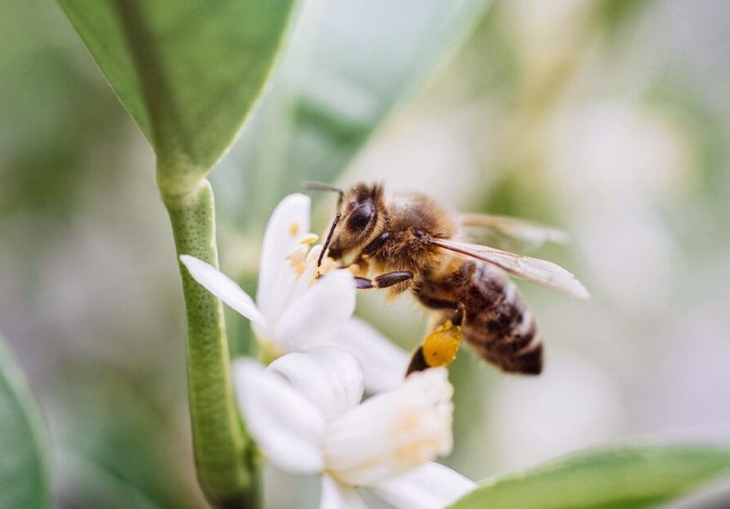 Bee Pollen: 10 Potential Health Benefits