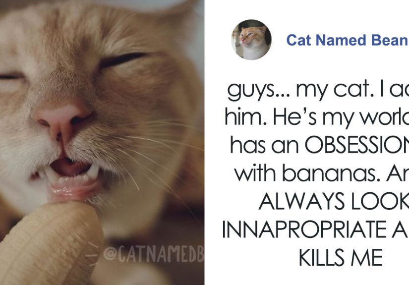 Cat Obsessed With Bananas Is Going Viral For How Inappropriate His Pics Look