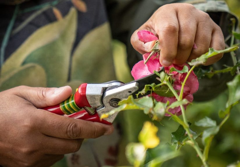 Cut out and keep: the best plants to propagate right now (and fill your garden for free!)