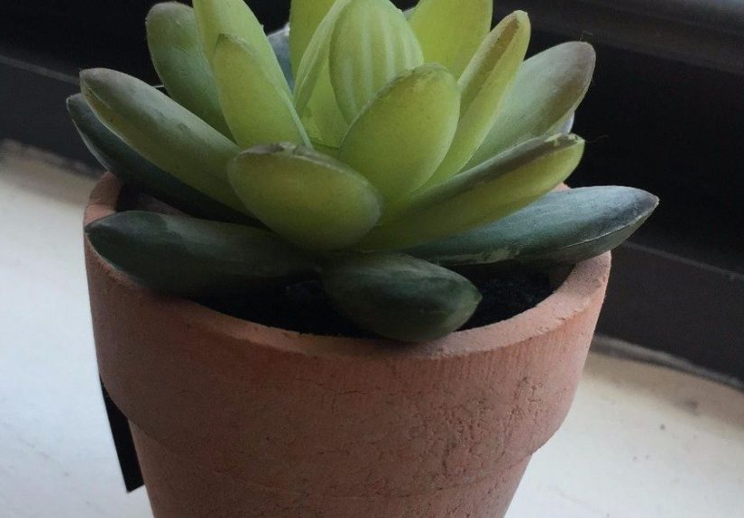 DIY Mini Succulent Pot